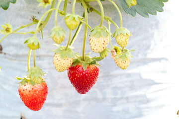 Closed up of red strawberry fruit background