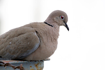 dove on a fence against white background. selective focus. The Eurasian collared dove (Streptopelia decaocto) is a dove species native to Europe and Asia