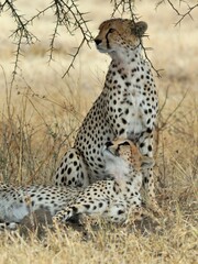 Zwei Ein Geparde (Acinonyx jubatus) , Cheetah, in der Savanne, Tansania.