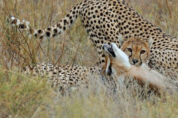 Ein Gepard (Acinonyx jubatus) , Cheetah, bei der Jagd, Tansania.