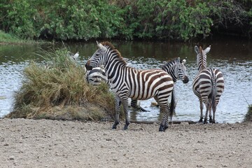 Fototapeta na wymiar Zebras (Equus quagga), Quagga, am Wasserloch, Tansania.