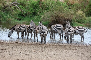 Fototapeta na wymiar Zebras (Equus quagga), Quagga, am Wasserloch, Tansania.