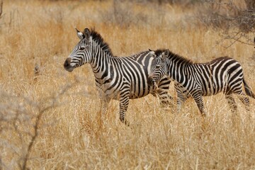 Fototapeta na wymiar Zebras (Equus quagga), Quagga, in Tansania.