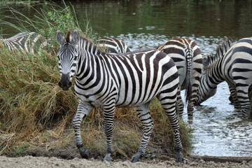 Zebras (Equus quagga), Quagga, in Tansania.