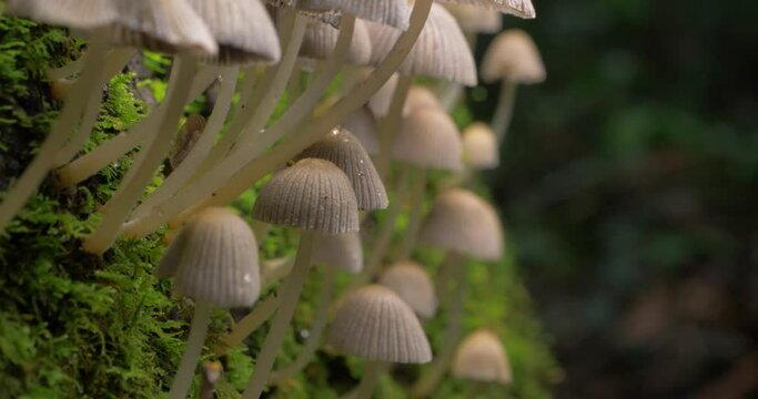 Mushroom fungi Coprinellus Sp on tree trunk, mycelium saprobe decomposer