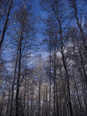 Fototapeta premium Winter forest