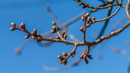 開花しそうな寒緋桜の蕾たち