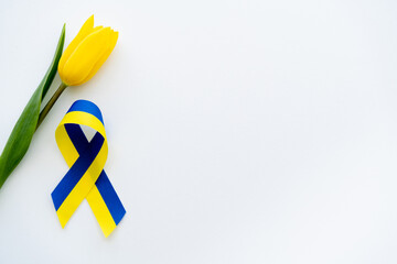 Top view of blue and yellow ribbon near tulip on white background with copy space.