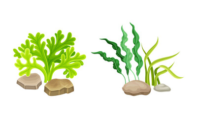 Algae seaweed plants set. Undersea biodiversity flora cartoon vector illustration