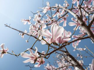 Magnolias bloom in the park in spring