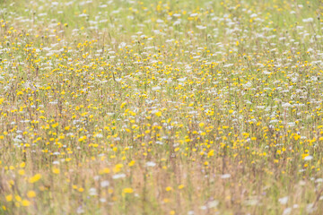 Fototapeta premium field of spring flowers