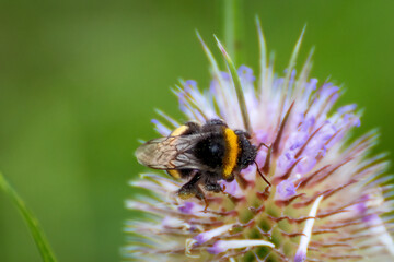 close up of a bee on a flower