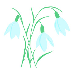 Snowdrop. Flowers. Vector drawing. Illustration. Garden and vegetable garden