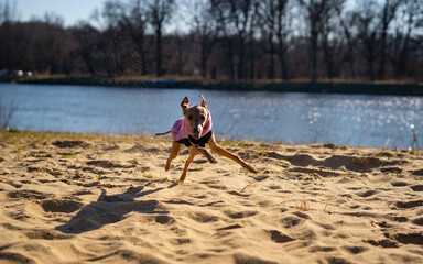 Flying moment of Italian Greyhound in the field on lure coursing competition. Italian Greyhound running towards camera