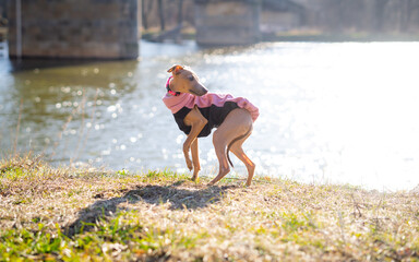Small dog, Italian Greyhound, standing in front the camera with afternoon light.