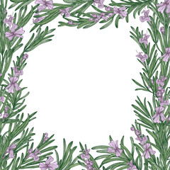 Colored Square Realistic Rosemary Frame