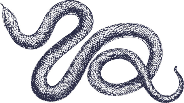 Vintage Snake Engraving Illustration