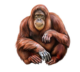 orang utan (Pongo) © Liliya