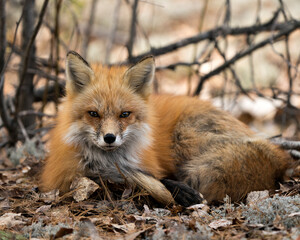 Red Fox Photo Stock. Fox Image.  Resting on white moss and brown leaves in the spring season displaying fox tail, fur, in its environment and habitat with a blur branches background. Portrait.