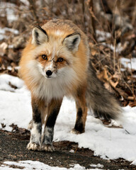 Red Fox Photo Stock. Unique fox close-up profile looking at camera in the winter season in its environment and habitat with blur snow background. Fox Image. Picture.