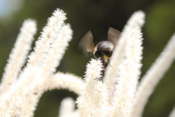 Nahaufnahme einer fliegenden Hummel, welche Pollen sammelt - Bestäubung von Pflanzen auf einer...