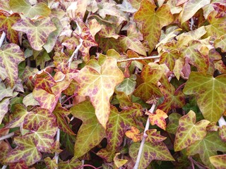 autumn leaves background