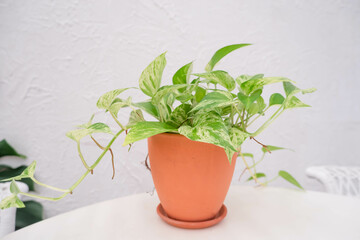 Golden pothos or Epipremnum aureum in brown clay pot on white table and white wall in the garden.