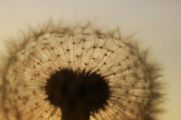 Dandelion against sunrise sky