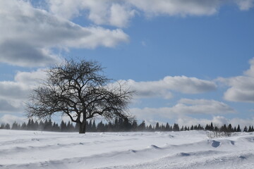 An apple tree in a field in winter, Québec, Canada