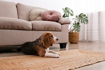 Cute beagle dog with big ears laying on a wicker rug. Adorable and funny pup with brown, black and...