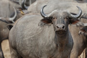 Büffel (Syncerus caffer), African buffalo, am Ufer des Luangwa River, Sambia.