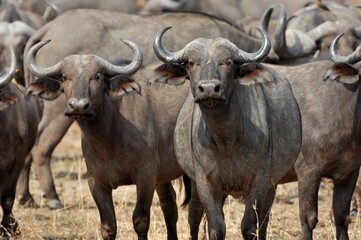 Büffel (Syncerus caffer), African buffalo, am Ufer des Luangwa River, Sambia.