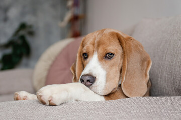 Curious beagle puppy looking at the camera. Adorable doggy with long ears, alone on the couch at home. Close up, copy space, cozy interior background.