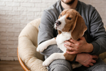 Unrecognizable man sitting in a papasan chair petting the adorable beagle pup on his lap. Sleepy dog chilling with his human friend. Close up, copy space, background.