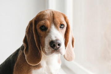 Beagle on the windowsill waiting for the owner, looking at the window. Adorable hound dog with funny long ears sitting in anticipation of walk. Close up, copy space, background.