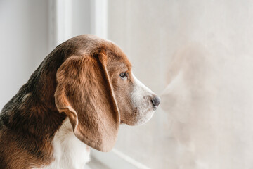 Beagle on the windowsill waiting for the owner, looking at the window. Adorable hound dog with...