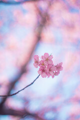 河津桜