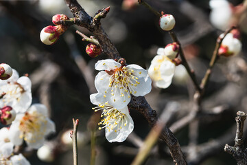 開花が始まった庭の白梅