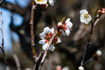 開花が始まった庭の白梅