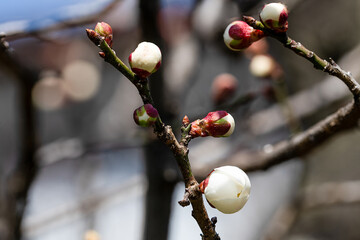 開花が始まった庭の白梅
