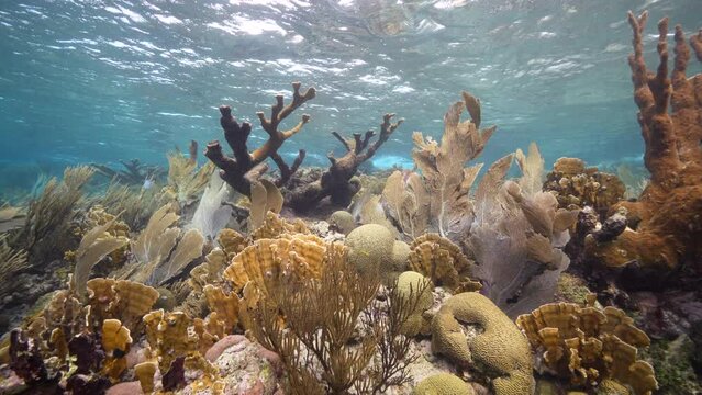 4K 120 fps Super Slow Motion Seascape in a coral garden with coral, sponge, and fish in the coral reef of the Caribbean Sea, Curacao