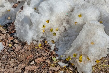 Golden stars in the snow