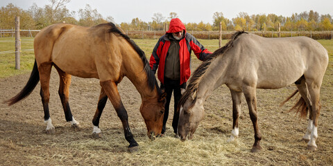 Man petting horses while feeding horse outdoor on a paddock. Horse eat hay from ground.