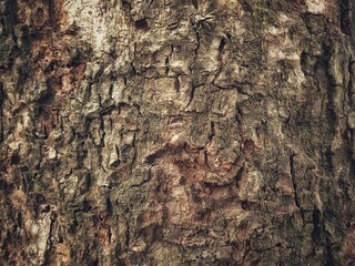 Tree bark surface detail rough texture background