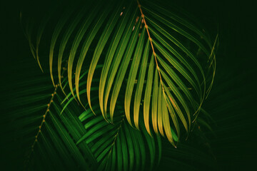 Green palm leaf pattern texture abstract background. Copy space for graphic design tropical summer and nature environment concept.