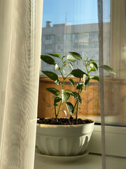 Home garden: flowering pepper in a pot on the windowsill in a residential apartment building