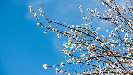Florecillas blancas en rama de árbol
