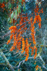 Naklejka na ściany i meble Branch with sea buckthorn berries and green silvery leaves.