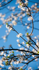 Florecillas blancas en rama de árbol