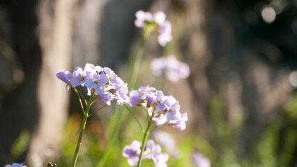 Flores silvestres de pétalos morados en vereda de camino rural